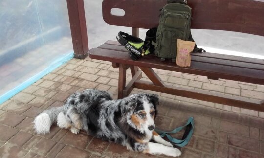 12810426_1083443578387240_100030065_o