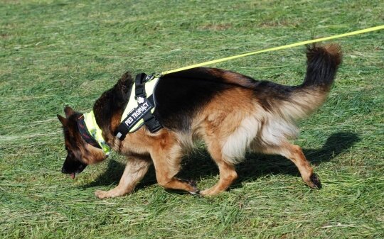 12227493_642150652592440_1233697127_o