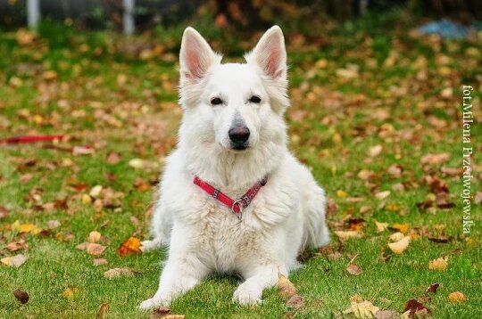 1382846_683531101664909_1414275017_n